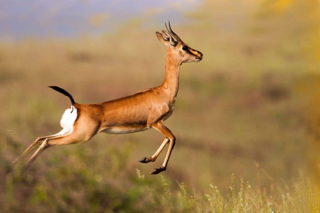Gazelle running, representing Dave Ramsey's Baby Step 1